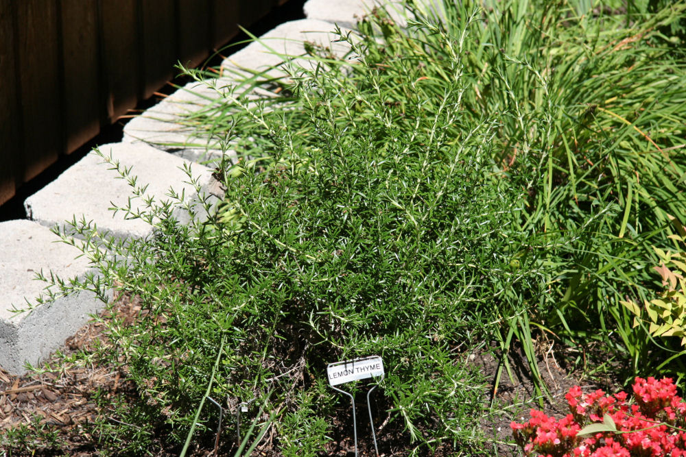 Variegated Lemon Thyme at Our Pleasant Hill Home