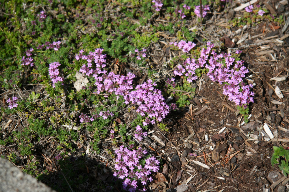 Pink Chintz Thyme at Our Pleasant Hill Home