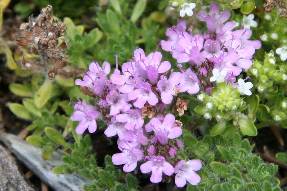 Pink Chintz Thyme at Our Pleasant Hill Home