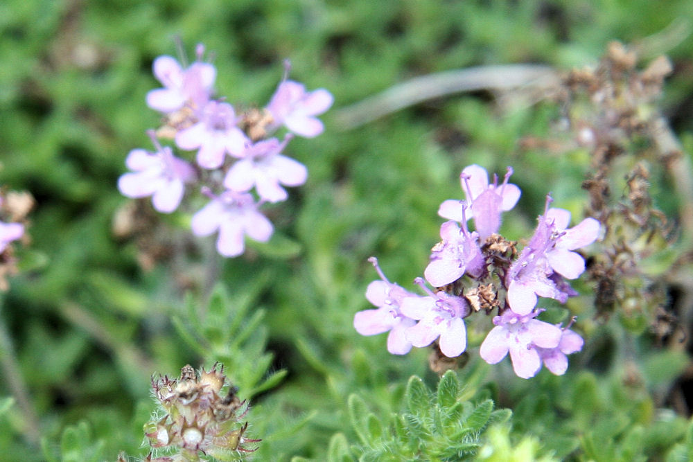 White Thyme at Our Pleasant Hill Home