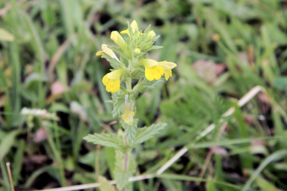  Common Toadflax