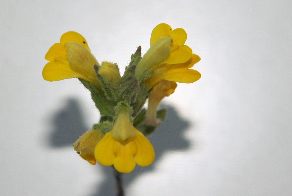  Common Toadflax