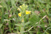 Toadflax, Common