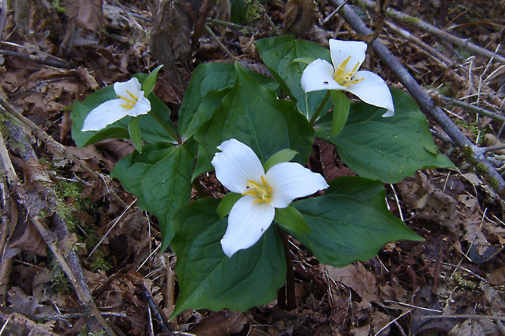 Trillium at Our Pleasant Hill Home