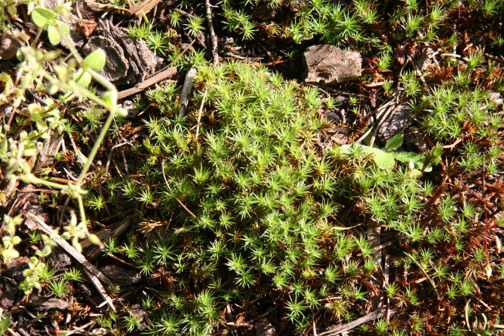 Twisted Ulota at Our Pleasant Hill Home