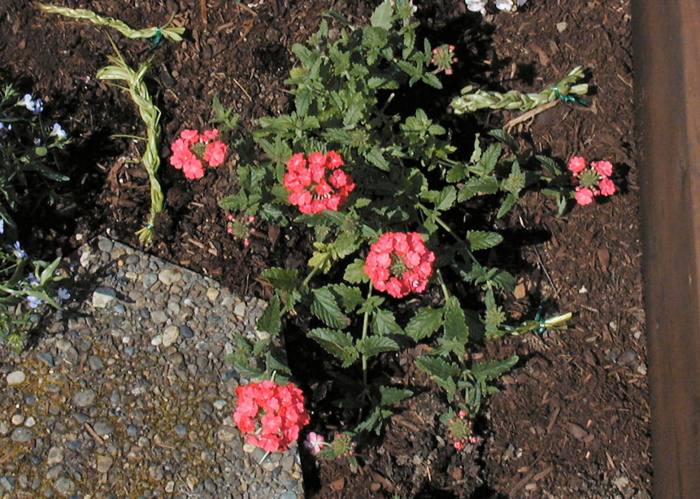 Aztec Verbena at Our Pleasant Hill Home