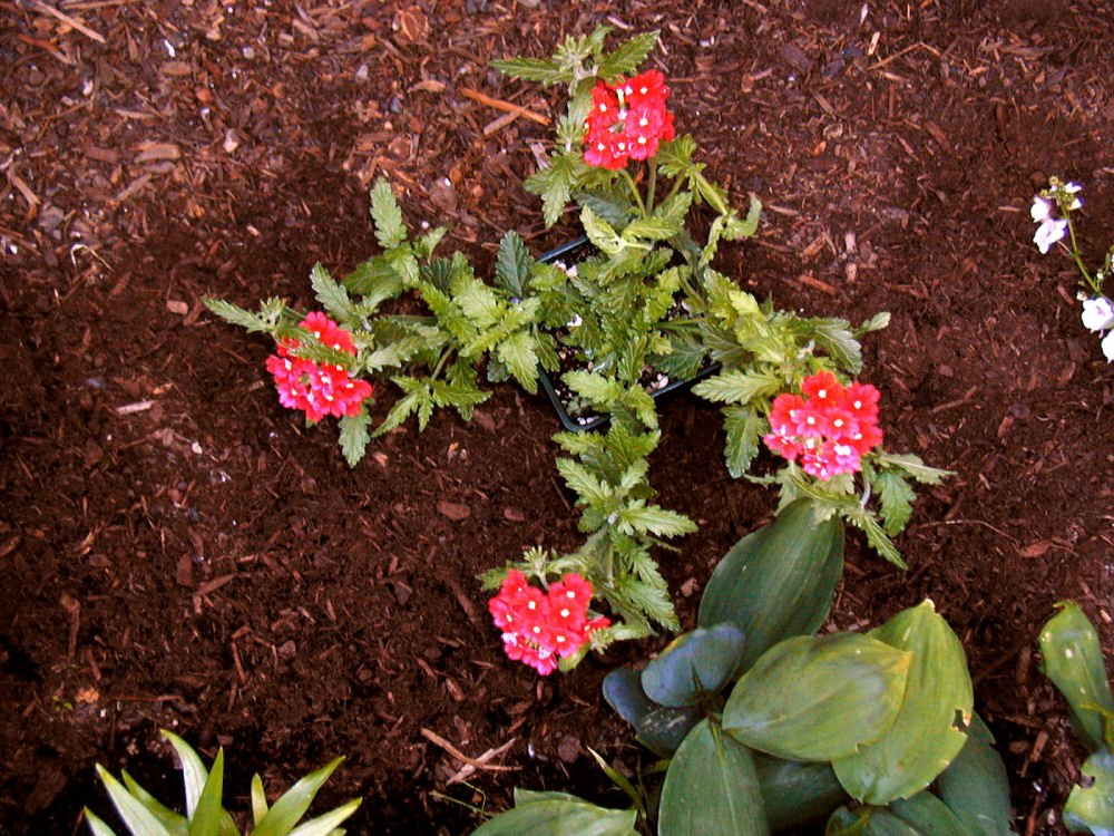 Fuego Cerise Verbena at Our Pleasant Hill Home