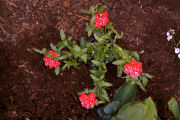 Verbena-Turkana