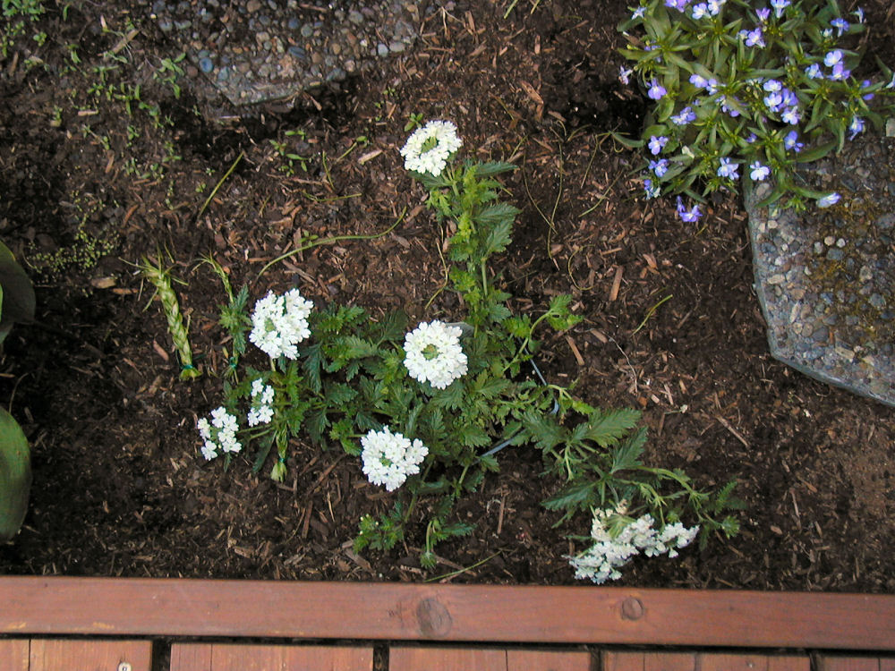 Verbena Turkana at Our Pleasant Hill Home