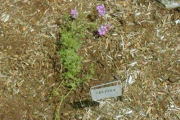 Verbena