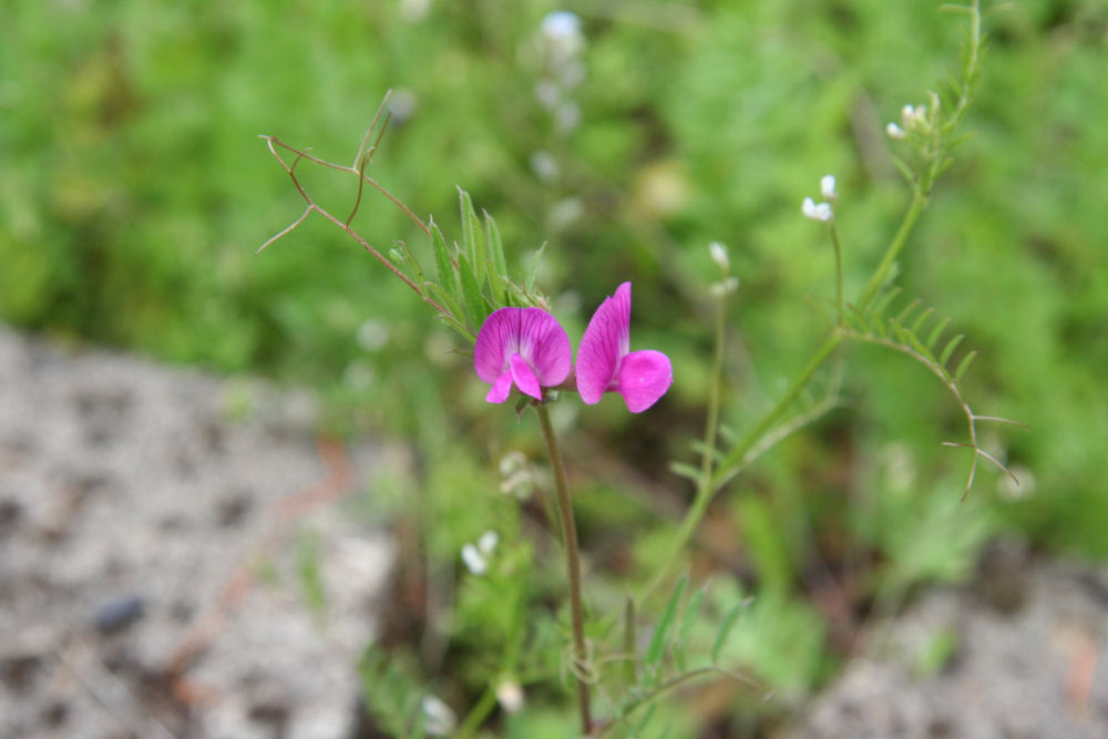 American Vetch at Our Pleasant Hill Home