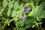 Vetch, American