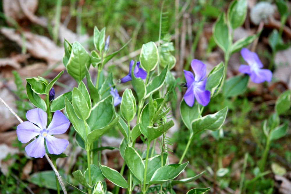 Vinca Vine at Our Pleasant Hill Home