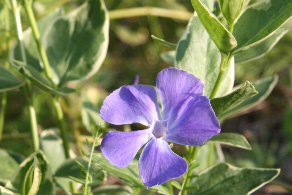 Vinca Vine at Our Pleasant Hill Home