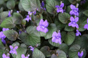 Violet, Purple Leaf