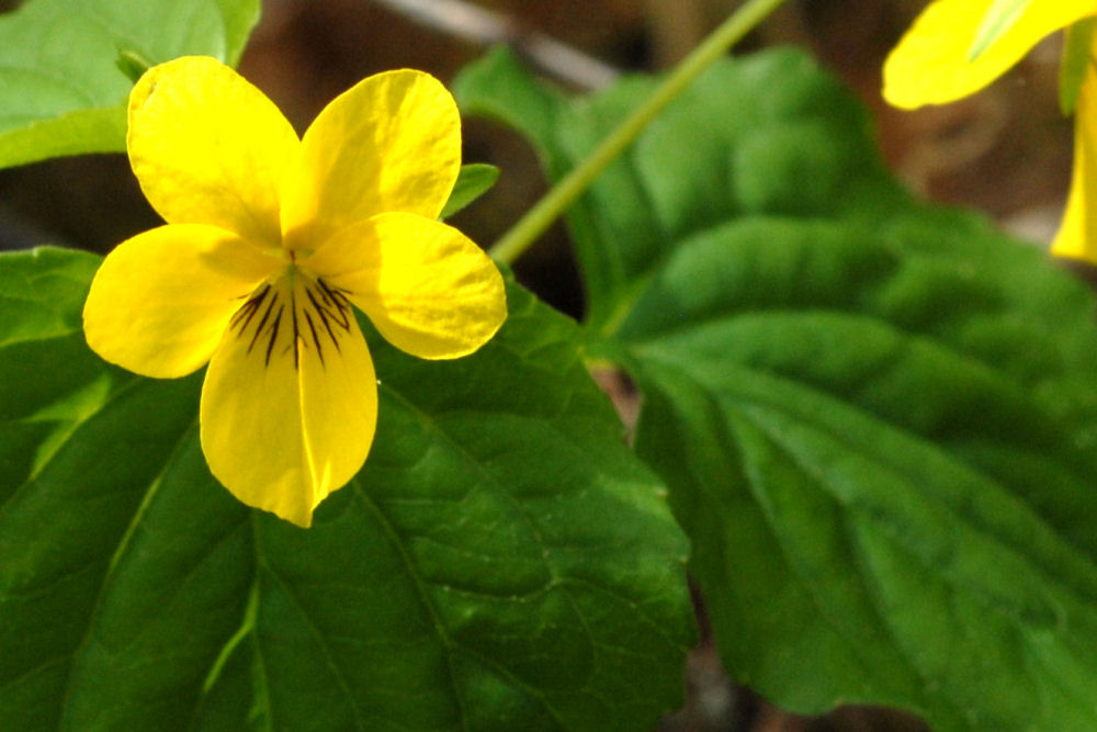 Redwood Violet at Our Pleasant Hill Home