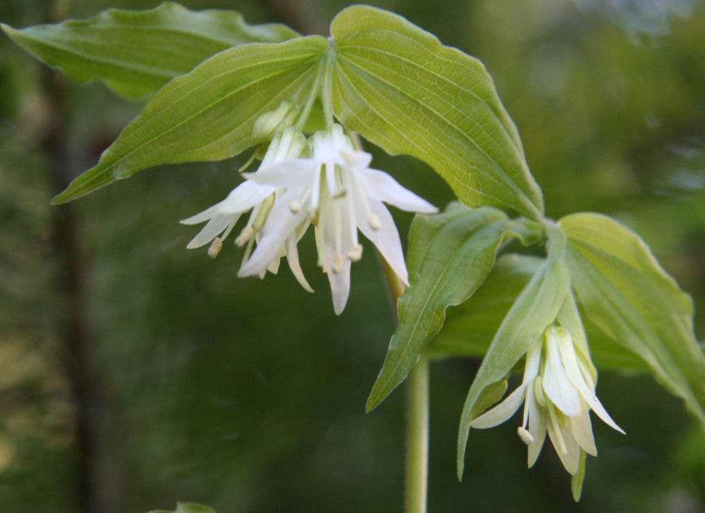 Wartberry Fairybell Flower at Our Pleasant Hill Home