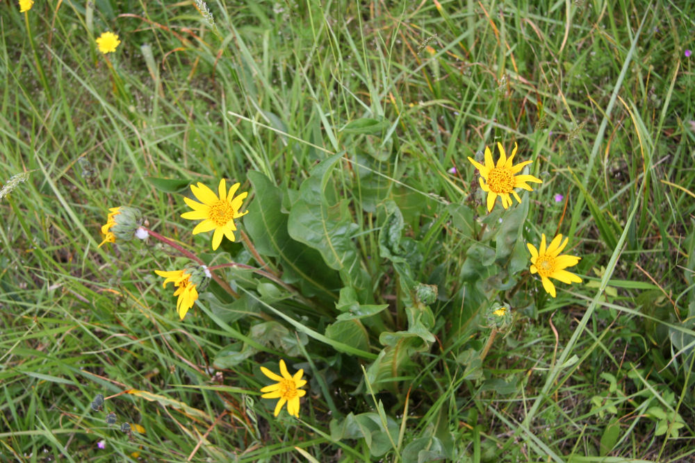 Narrowleaf Wyethia at Our Pleasant Hill Home