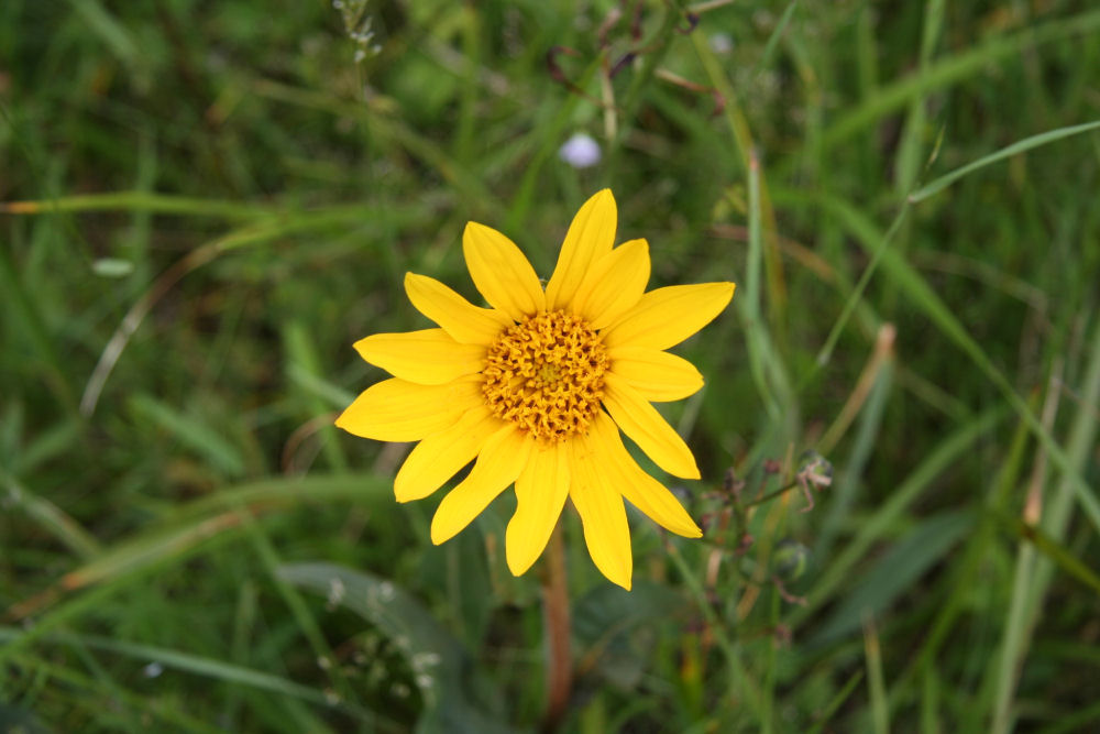 Narrowleaf Wyethia at Our Pleasant Hill Home