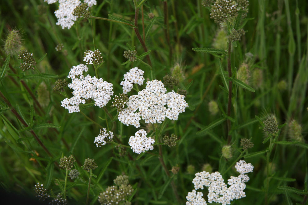 Yarrow at Our Pleasant Hill Home