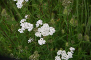 Yarrow