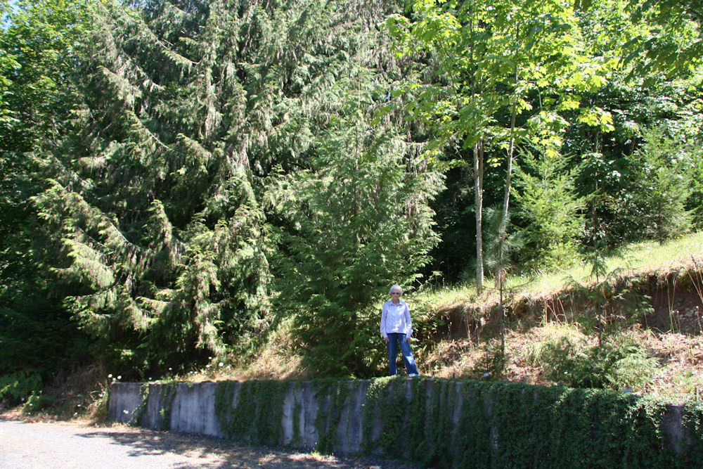 Western Red Cedar at Our Pleasant Hill Oregon Home