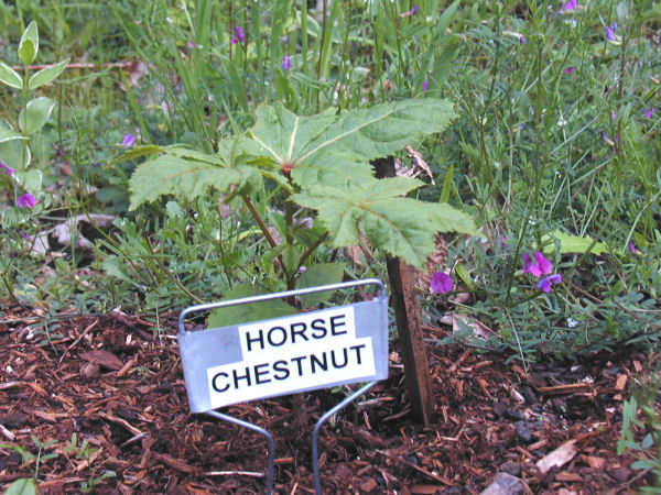 Common Horse Chestnut