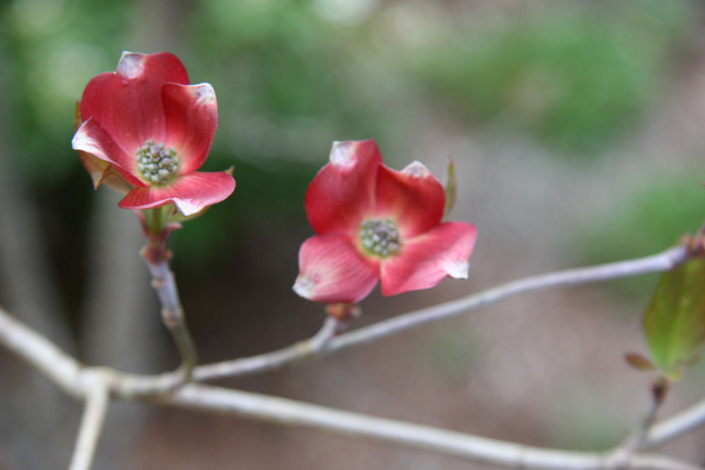 Japanese Barberry at Our Pleasant Hill Oregon Home