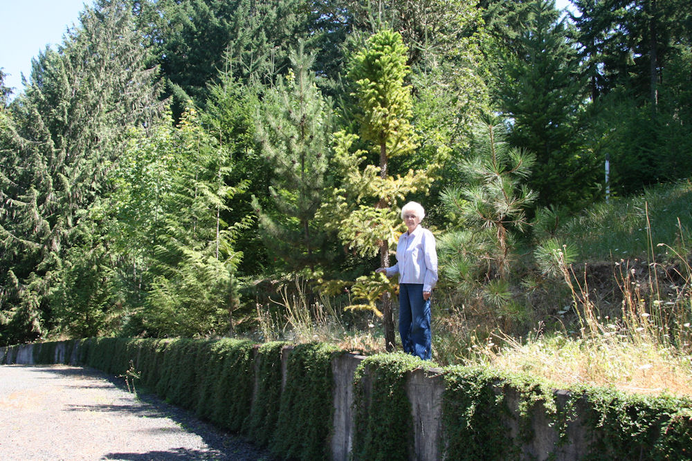 Chinese Fir at our Pleasant Hill Home 2010