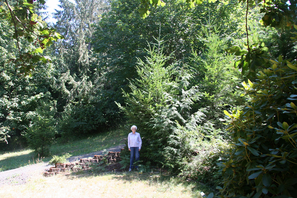 Douglas Fir at Our Pleasant Hill Oregon Home in 2010