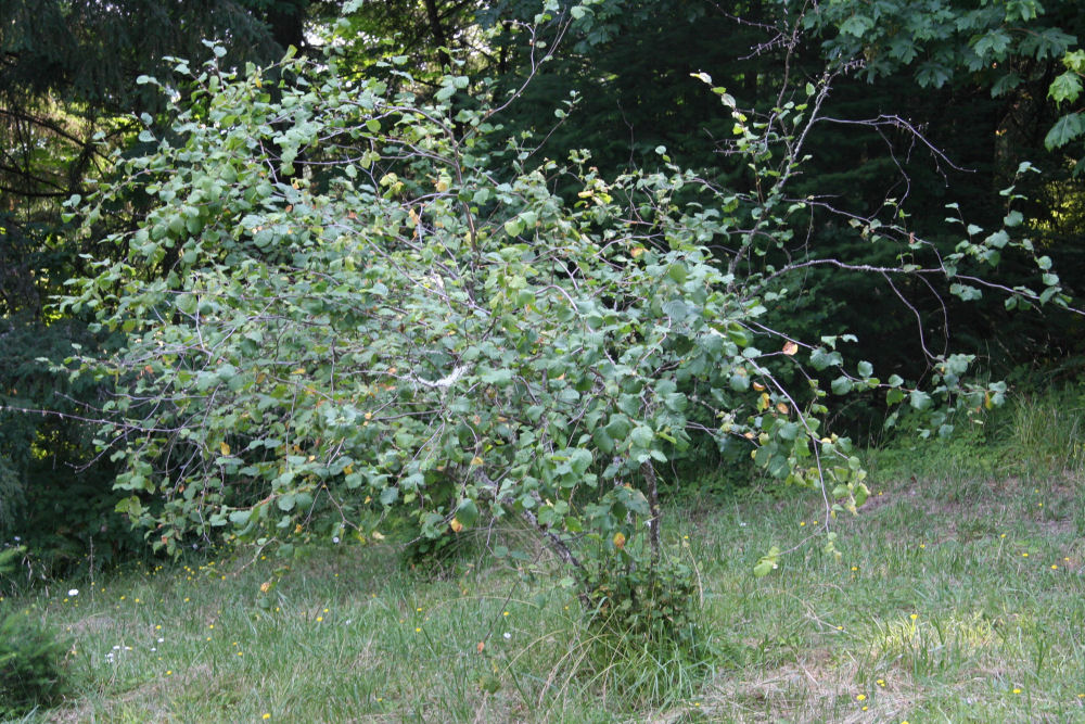 Filbert - Hazelnut at Our Pleasant Hill Oregon Home