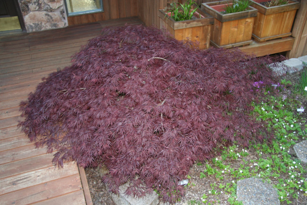 Japanese Maple at Our Pleasant Hill Oregon Home