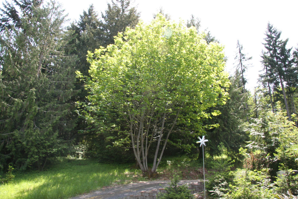 Oregon Maple at Our Pleasant Hill Oregon Home