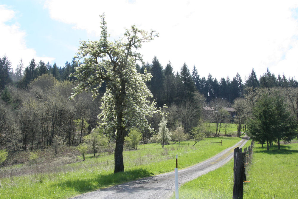 Winter Pear at Our Pleasant Hill Oregon Home