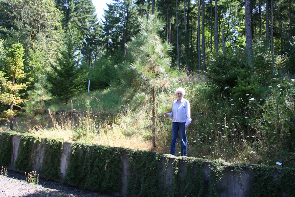 Ponderosa Pine - Western Yellow Pine at our Pleasant Hill Home