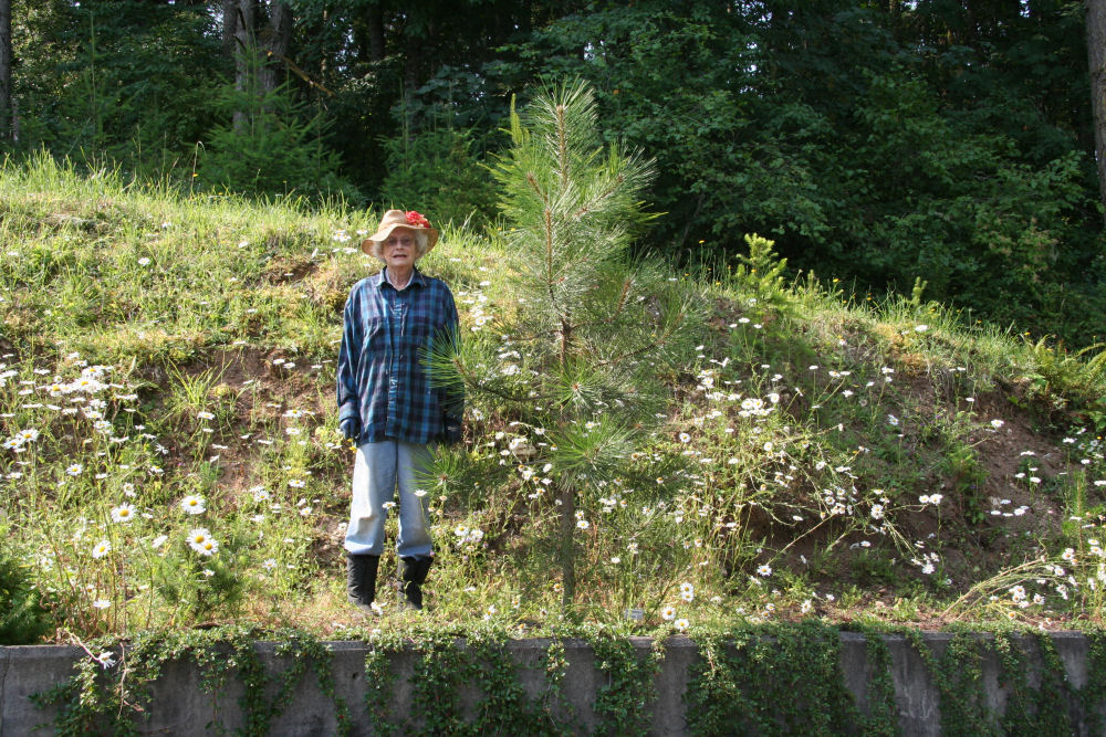 Ponderosa Pine - Western Yellow Pine at our Pleasant Hill Home