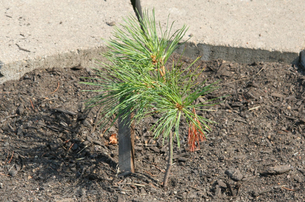 Sugar Pine at Our Pleasant Hill Oregon Home