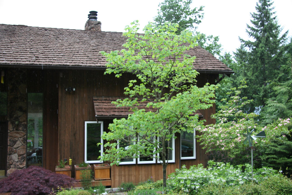 Eastern RedBud at Our Pleasant Hill Oregon Home