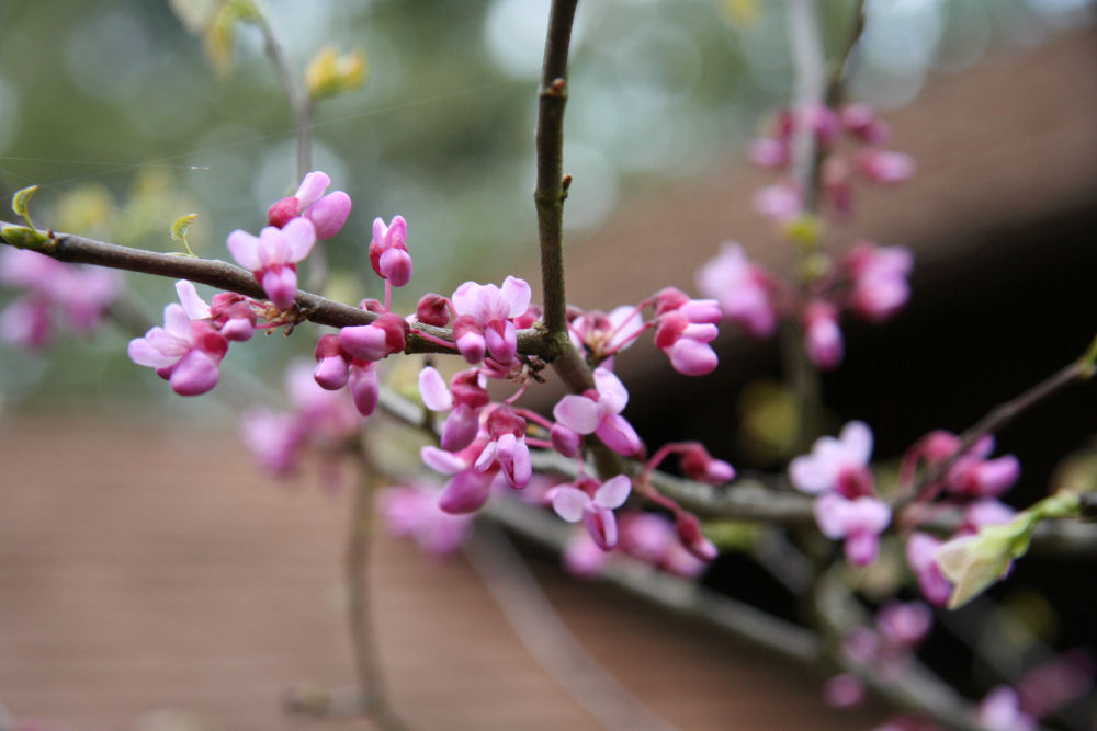 Eastern RedBud at Our Pleasant Hill Oregon Home