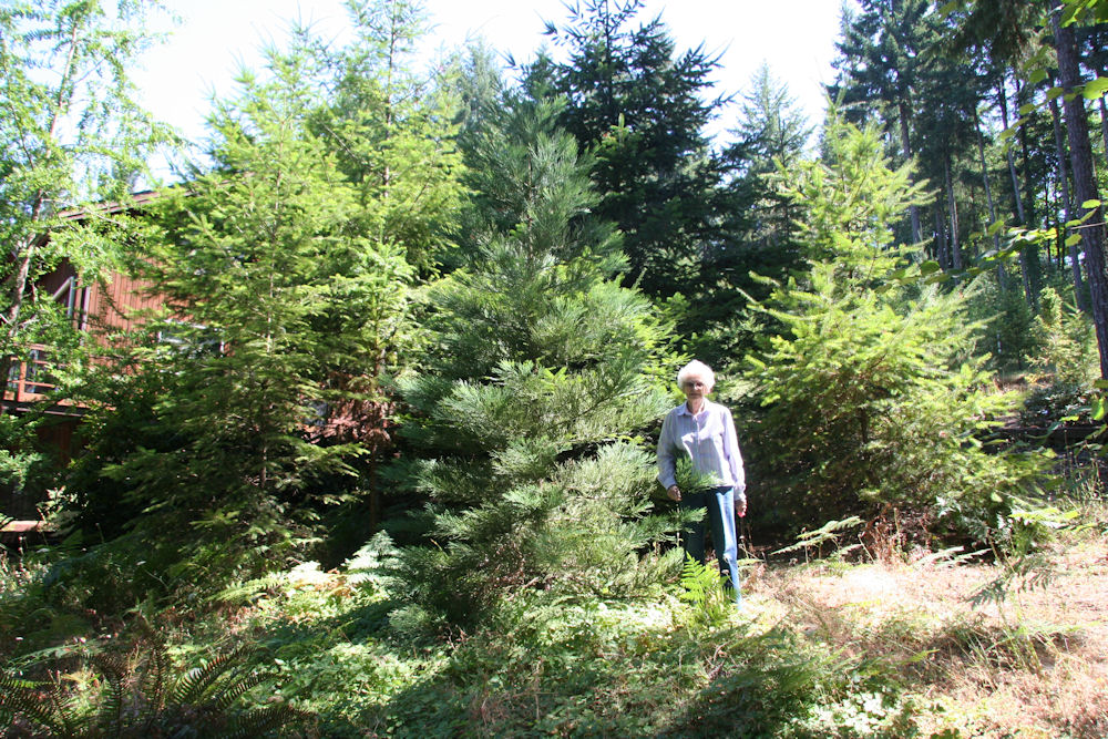 Giant Sequoia at Our Pleasant Hill Oregon Home