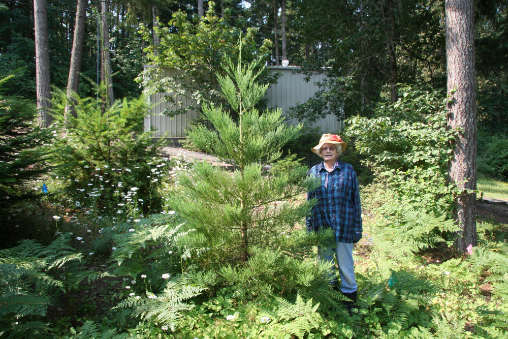 Giant Sequoia at Our Pleasant Hill Oregon Home
