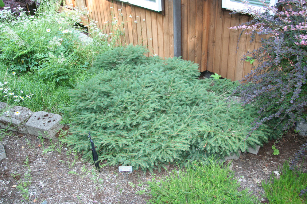 Bird's Nest Spruce at Our Pleasant Hill Oregon Home