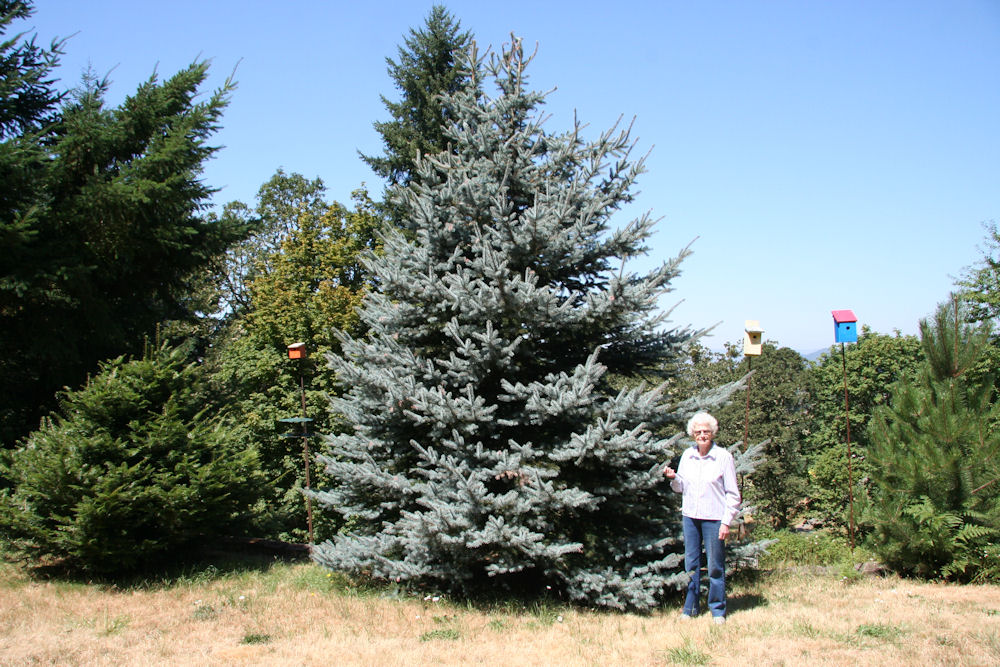 Blue Spruce at Our Pleasant Hill Oregon Home