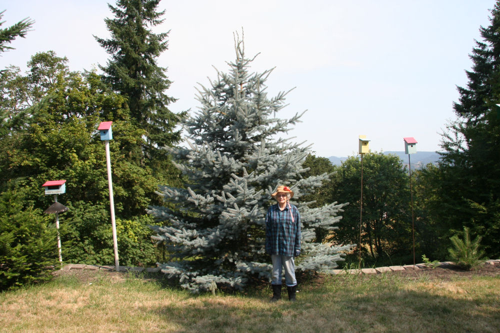 Blue Spruce at Our Pleasant Hill Oregon Home