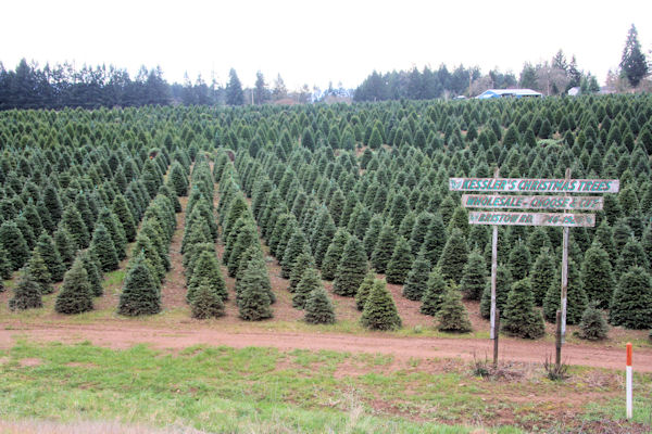 Kessler's Christmas Trees