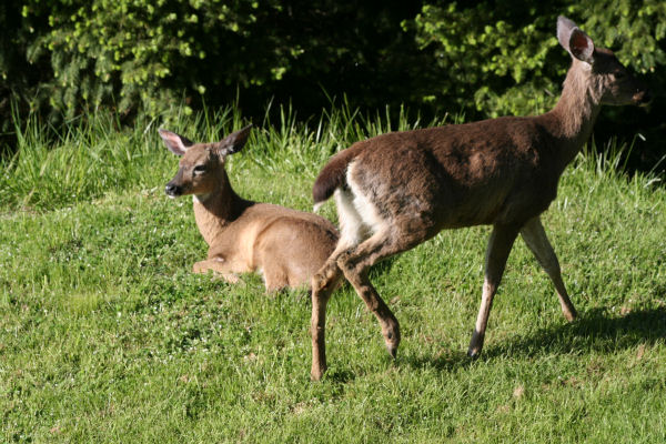 A Friendly Deer Passes by as We Work 37