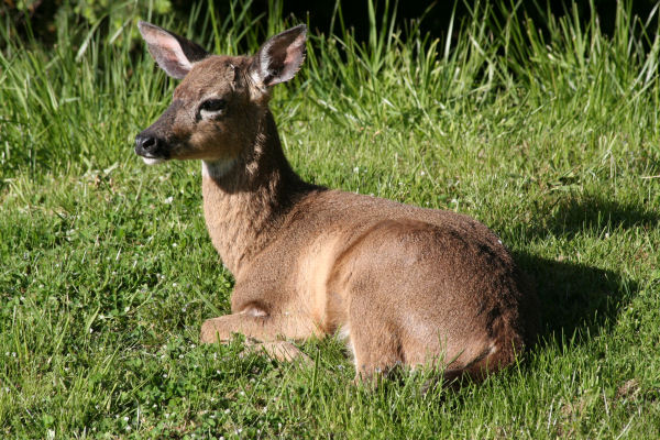 A Friendly Deer Sits sunning on our Lawn 38