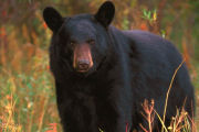 Black Bear 39