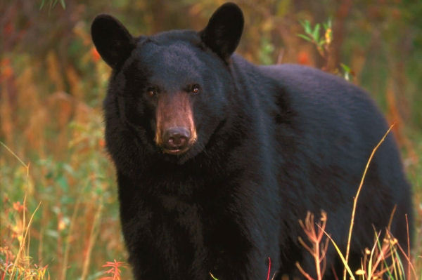 A Black Bear Visits Us 39