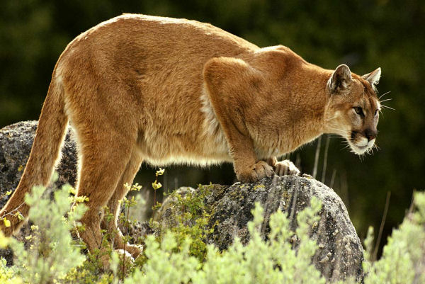 A Mountain Lion Visits Us 40